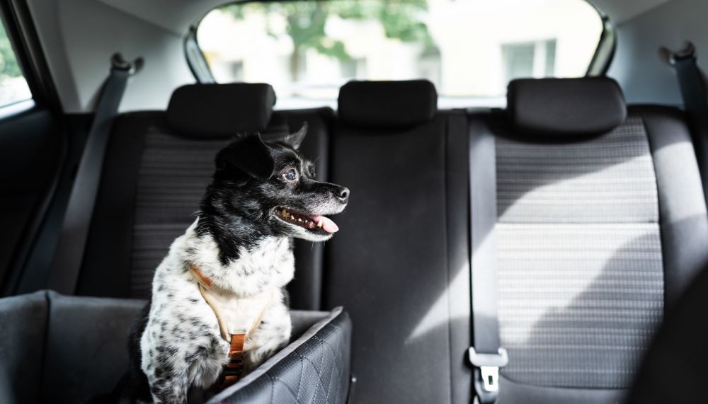 Keep dog in back seat sale